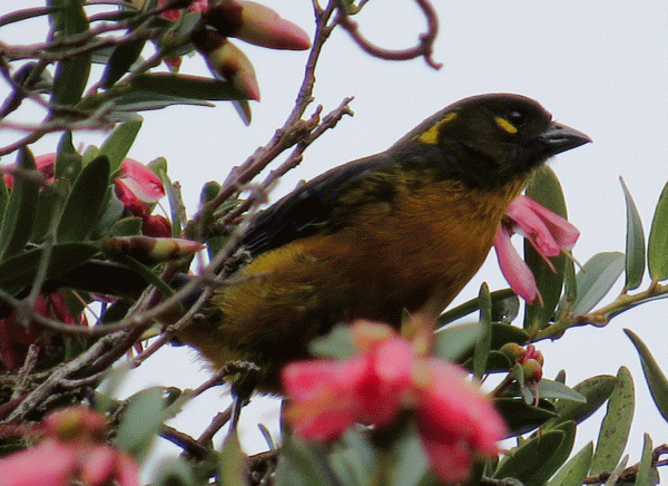 IMG_1990-Lacrimose-Mountain