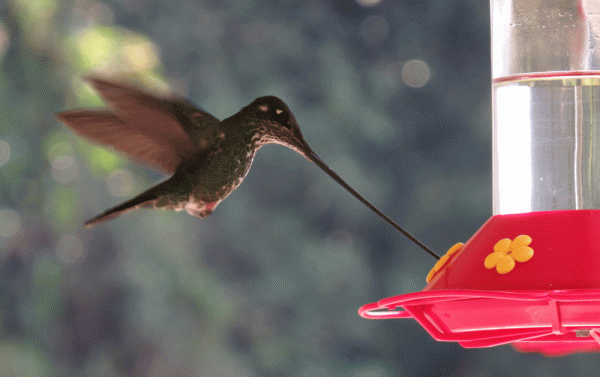 IMG_2241-EW-Sword-billed