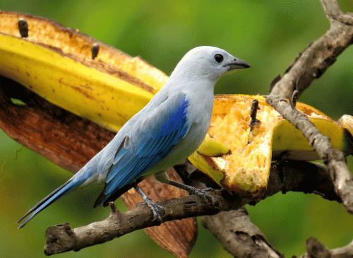 IMG_7525-Blue-grey-Tanager