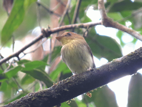 IMG_7999-Yellow-throated-Sp