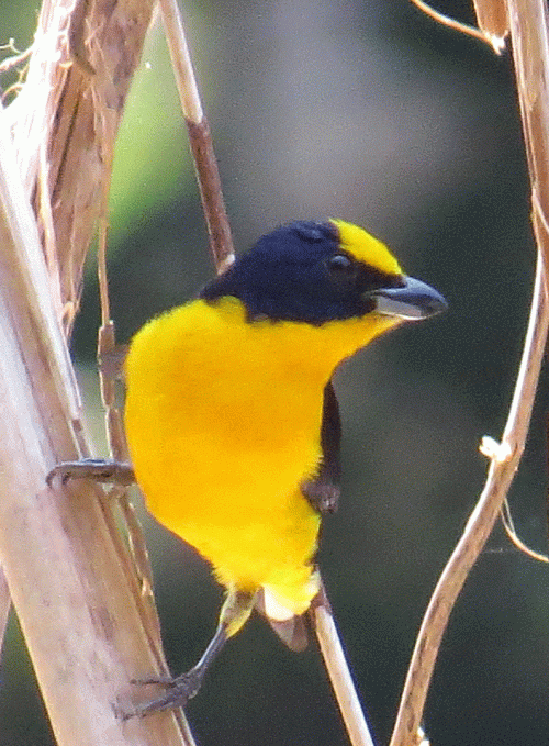 IMG_9146-Thick-billed-Eupho