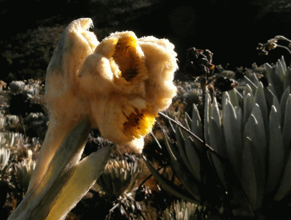 P2070164-Espeleta-flower