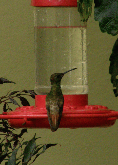 P2072630-Cinnamon-rumped-Hu