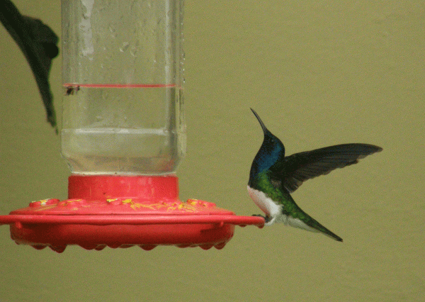 P2072636-White-necked-jacob