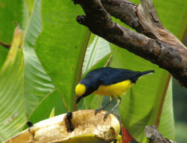 P2082649-Thick-billed-Eupho