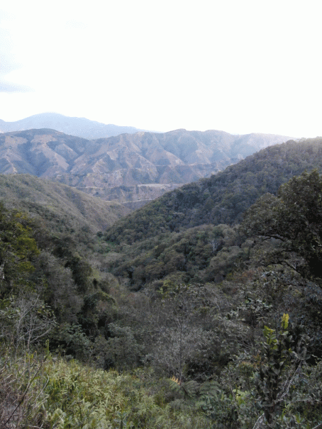 P2110234-Bushbird-reserve
