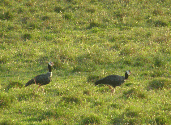 P2112679-Northern-Screamer