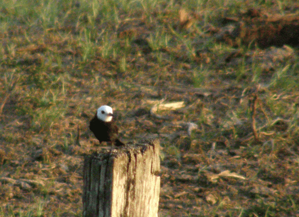 P2112684-Marsh-Tyrant