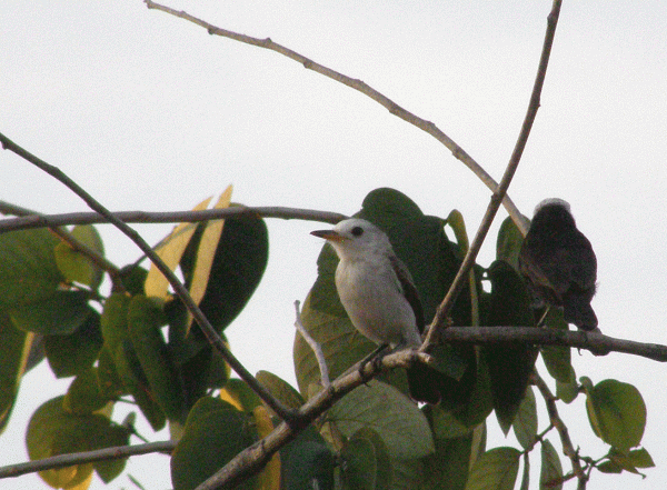 P2112685-Water-Tyrant