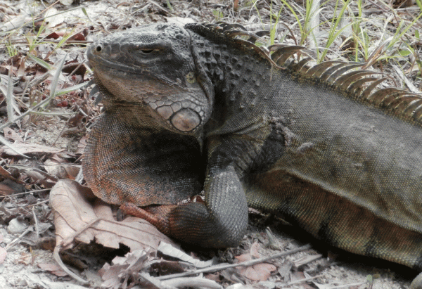 P2120275-Iguana