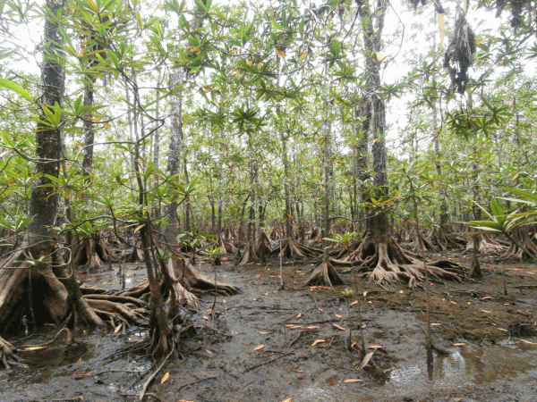P2190461-Mangroves