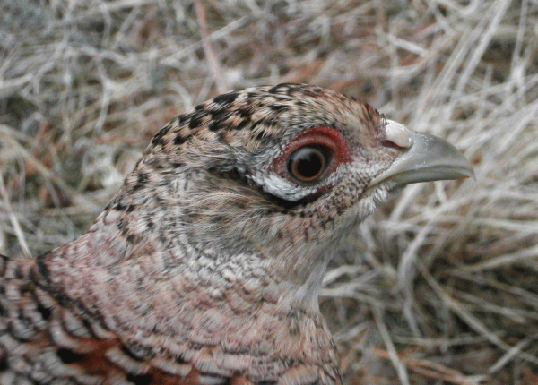 P3050618-Pheasant-female