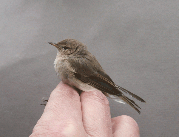 P3240660-possible-Sibe-chif