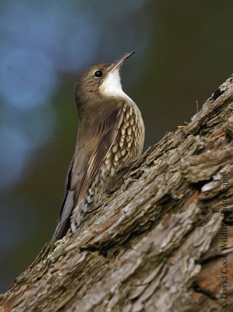 White-throated Treecreeper (Cormobates leucophaea)