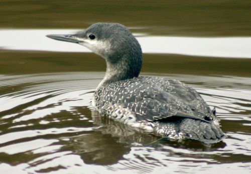 800px-Juvenile_red_throated_diver