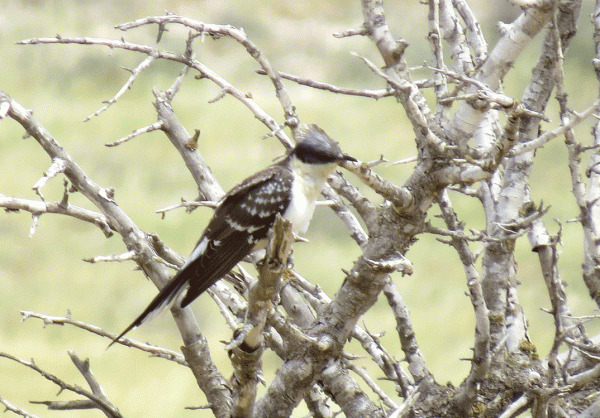 IMG_0235-GS-Cuckoo