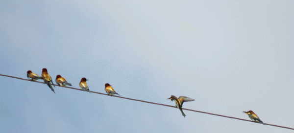 IMG_0238-Eu-Bee-eater
