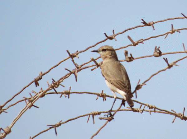 IMG_0264-Izzy-Wheatear