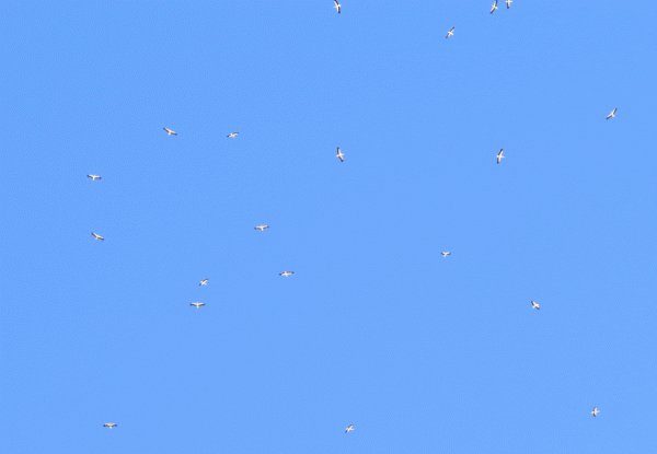 IMG_0296-white-Storks