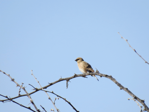 IMG_0301-Desert-Finch