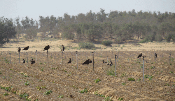 IMG_0305-Black-Kites
