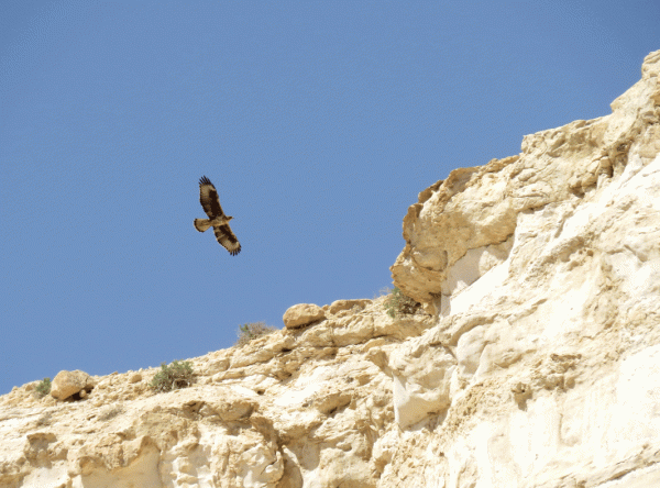 IMG_0336-Bonelli's-Eagle