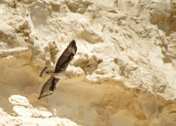 IMG_0338-Bonelli's-Eagle