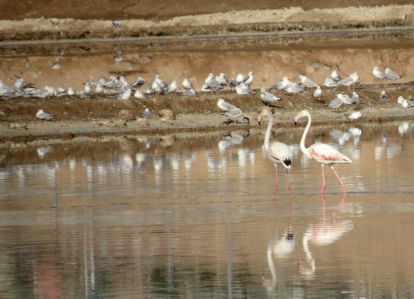 IMG_0619-Flamingo-&-SBG