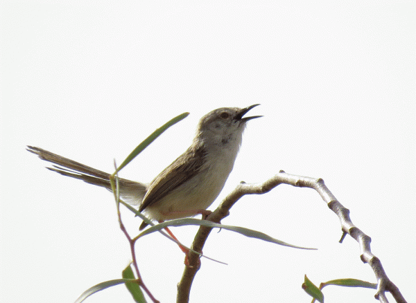 IMG_0677-Graceful-Prinia