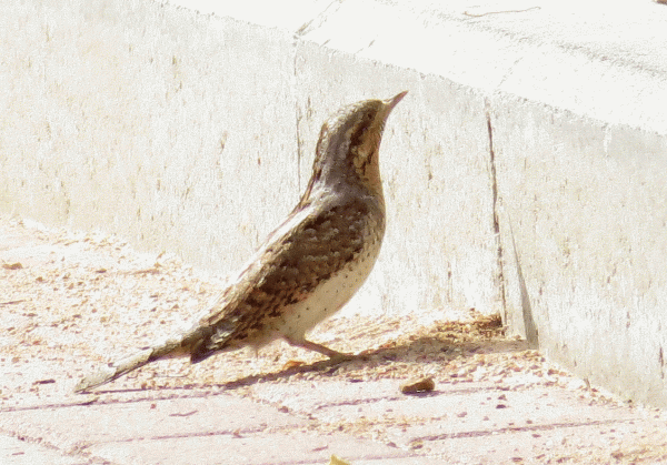 IMG_0679-Wryneck