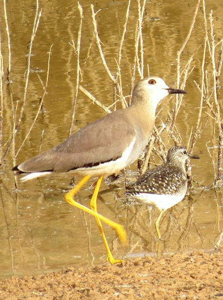 IMG_0792-WT-Lapwing-Wood-sa