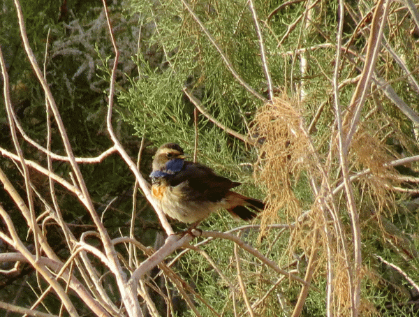 IMG_0806-Bluethroat