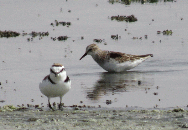 IMG_0867-Little-Stint-&-KP