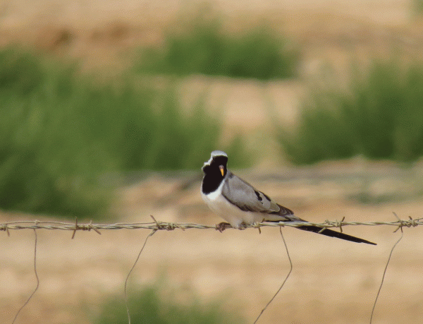 IMG_0871-Namaqua-dove