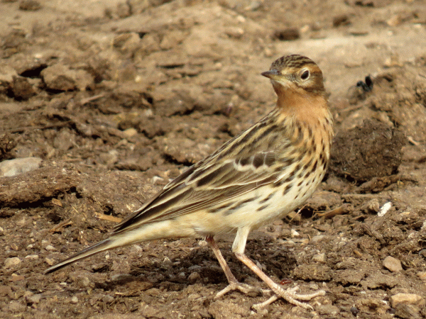 IMG_1026-RT-Pipit