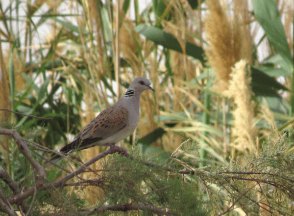 IMG_1036-Turtle-Dove