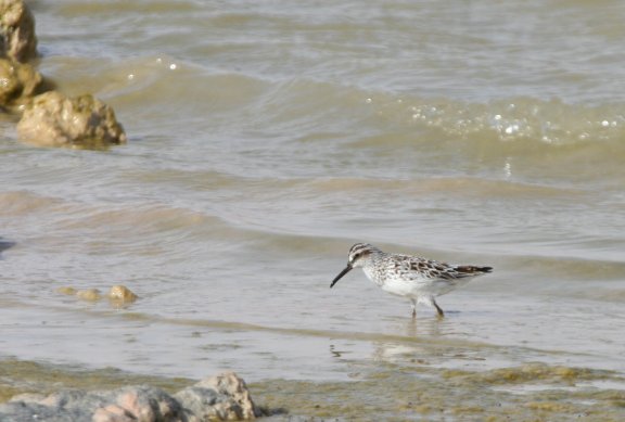 Broad-billed Sand