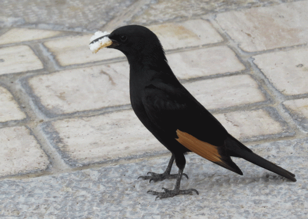 IMG_1058-Tristram's-Starlin