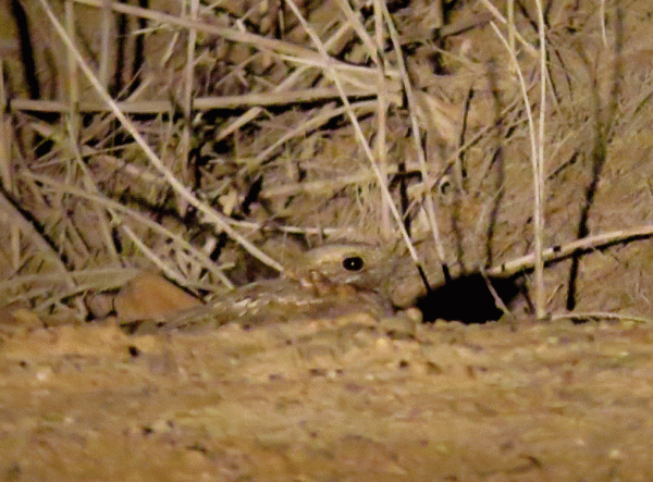IMG_1087-Tamarisk-nightjar