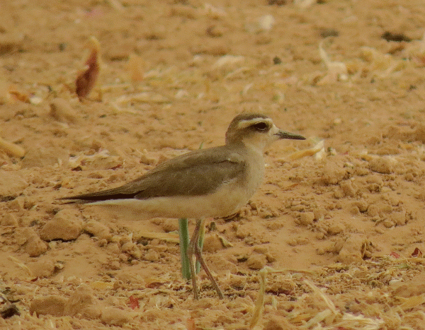 IMG_1573-Caspian-Plover