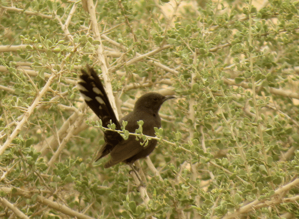 IMG_1594-Black-Bush-Robin