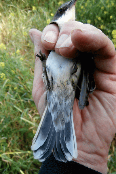 P4060172-Orphean-Warbler