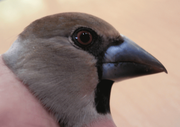 P4060182-Hawfinch