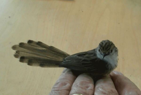 P4060194-Graceful-Prinia