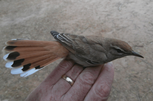 P4080245-RT-Bush-robin