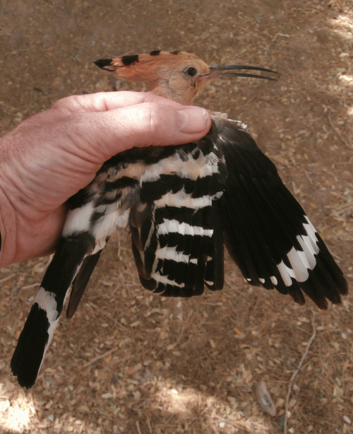 P4080269-Hoopoe