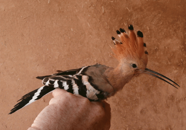 P4080273-Hoopoe