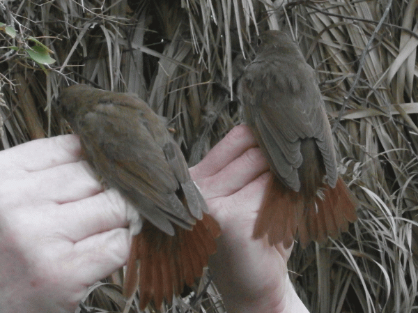 P4090281-Nightingale-&-Spro