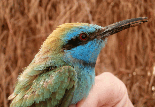 P4090301-Green-Bee-eater