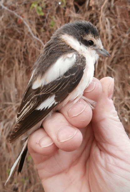 P4100320-Masked-Shrike